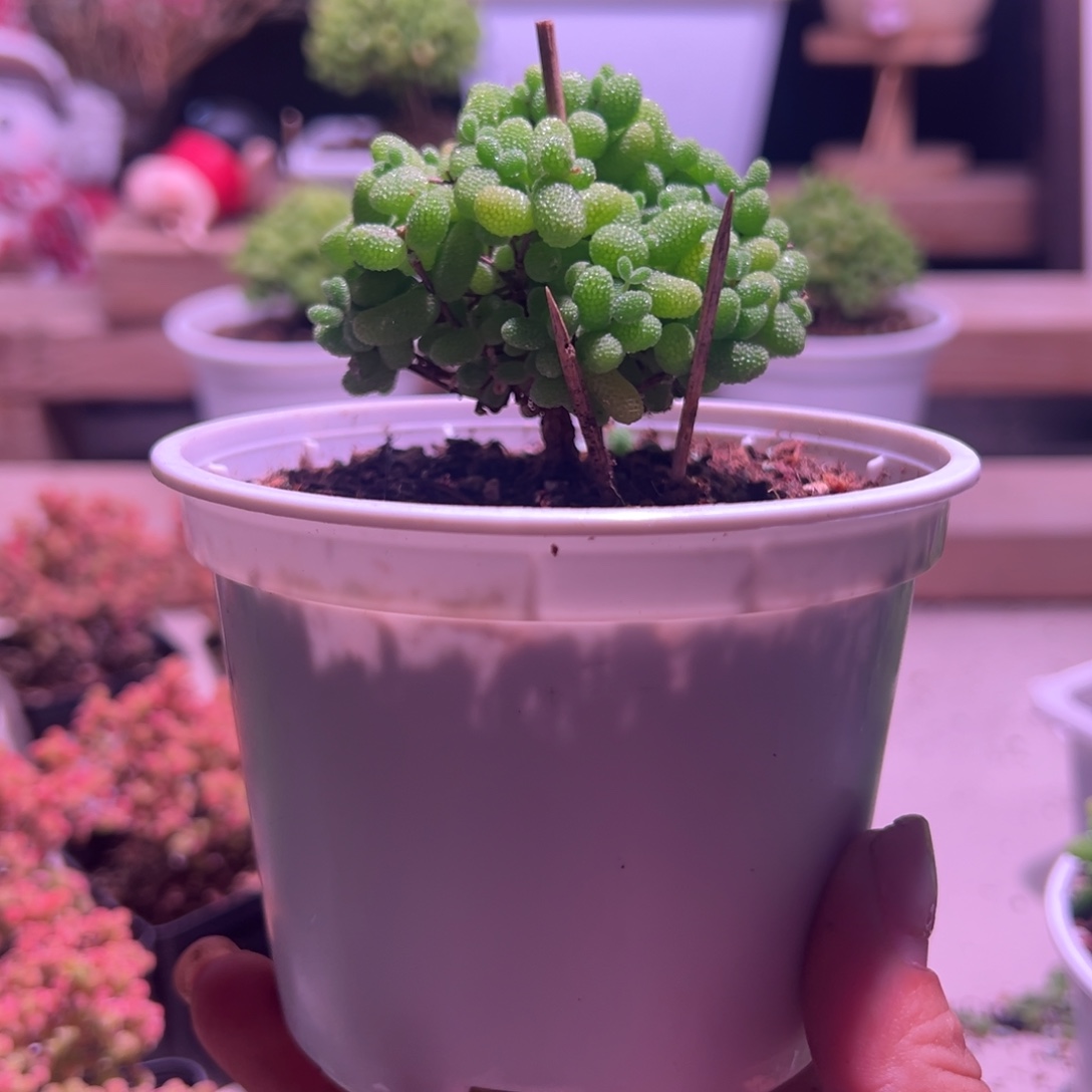 800金桔带盆土发货一物一拍