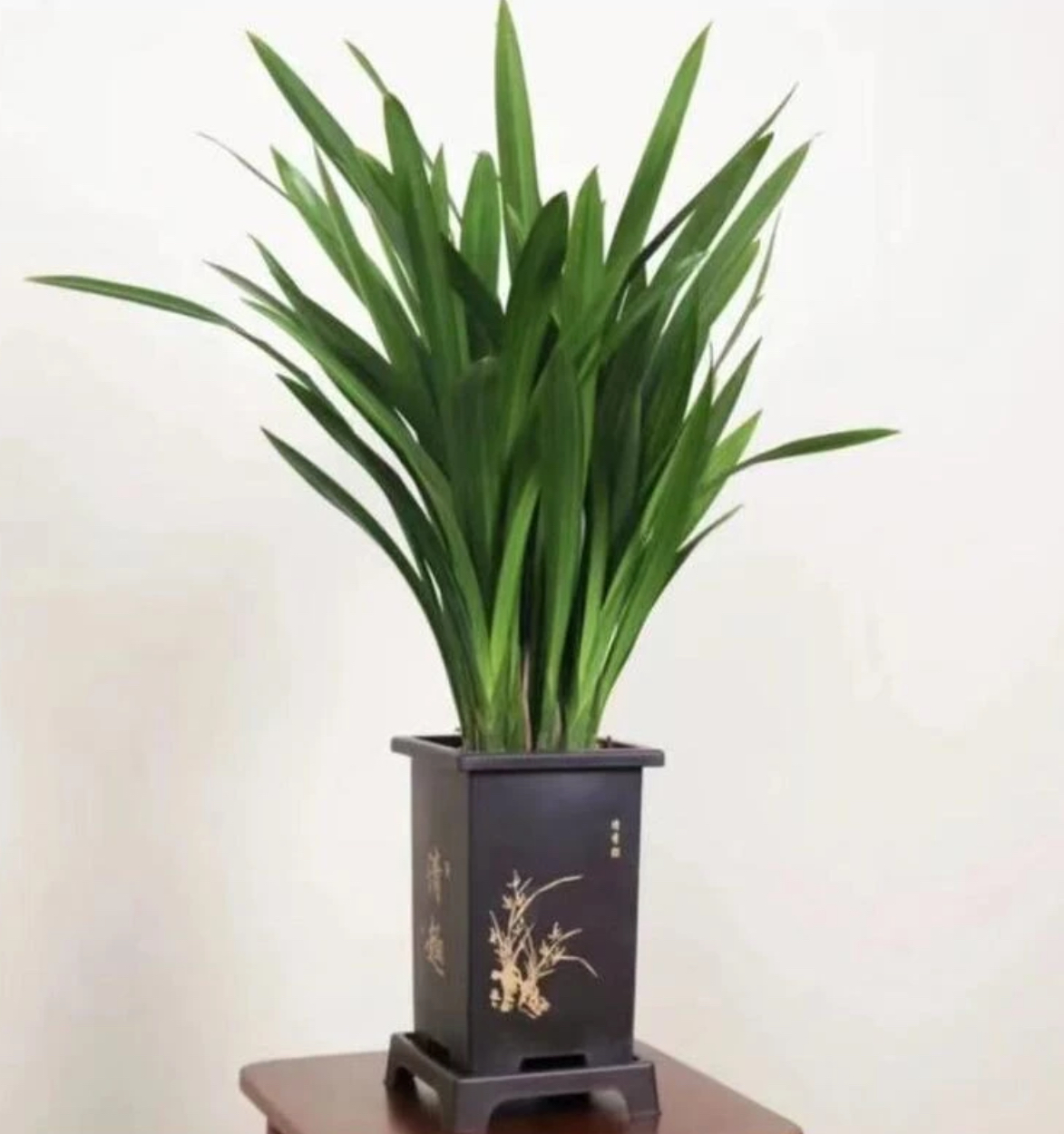 8-12苗 红宝石兰花盆栽开花建兰型易活室内观赏花卉绿植无花剑