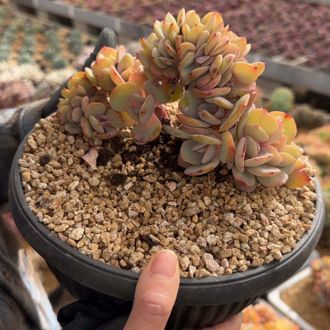 郭***姐5047。       白凤缀