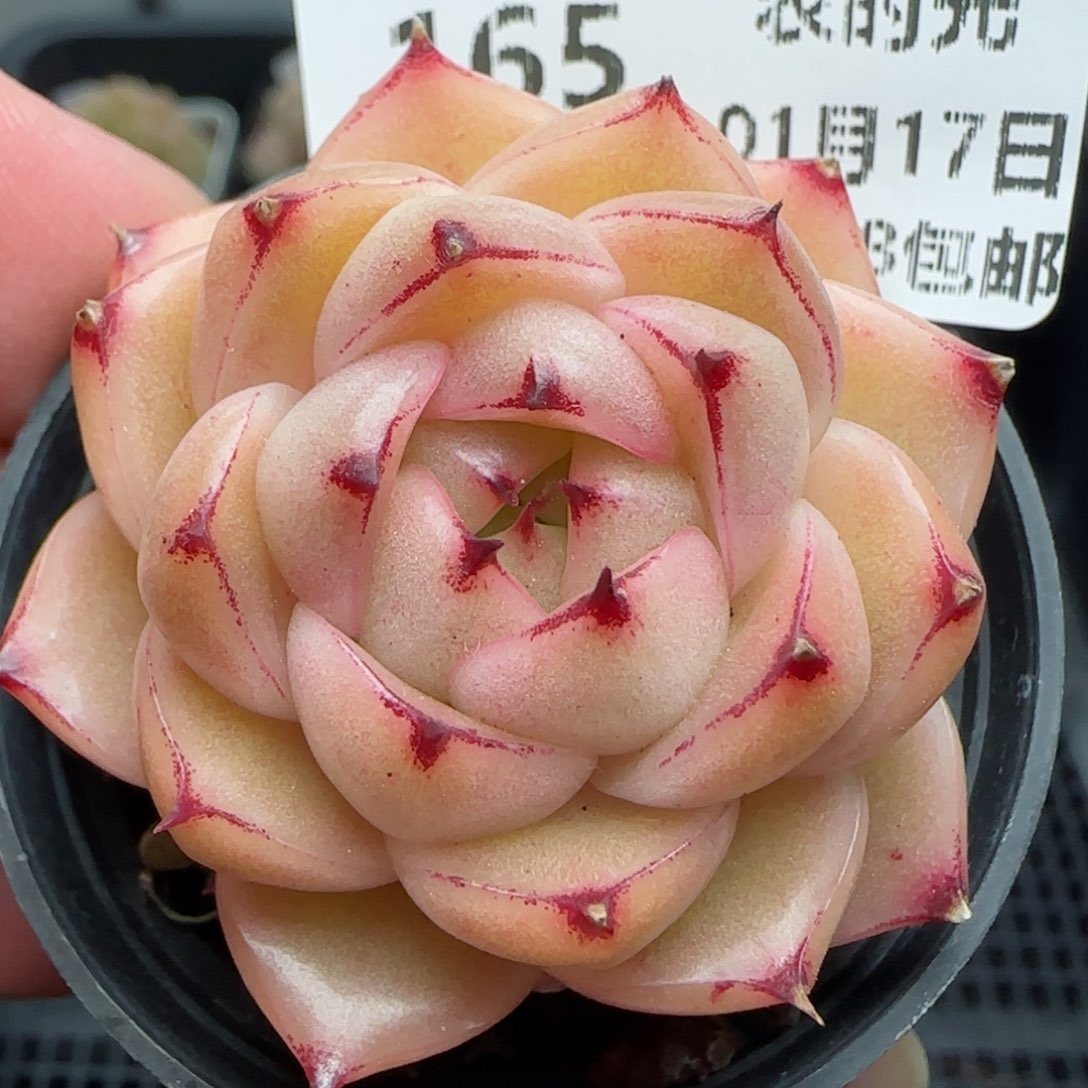 0117-165边线包子麦秆