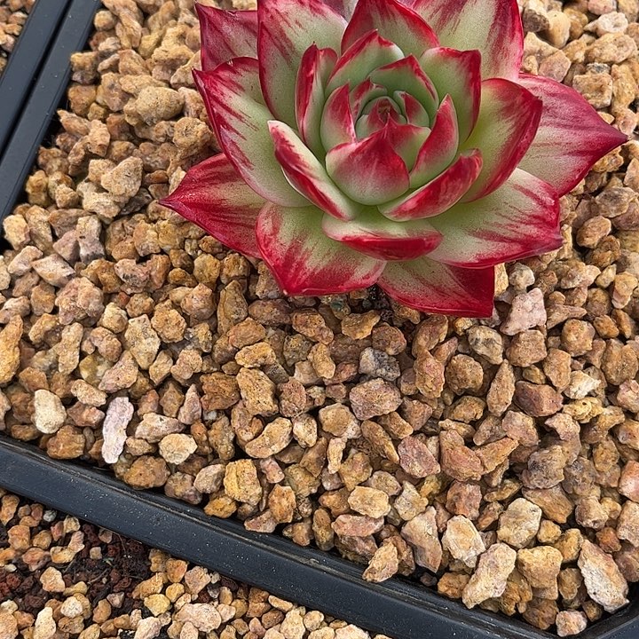 惊鸿仙子多肉植物4801