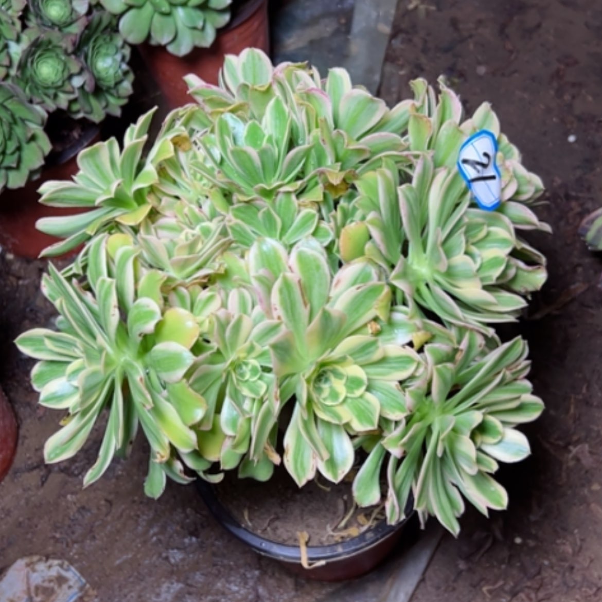 【闪购商品】多肉植物艳日伞21