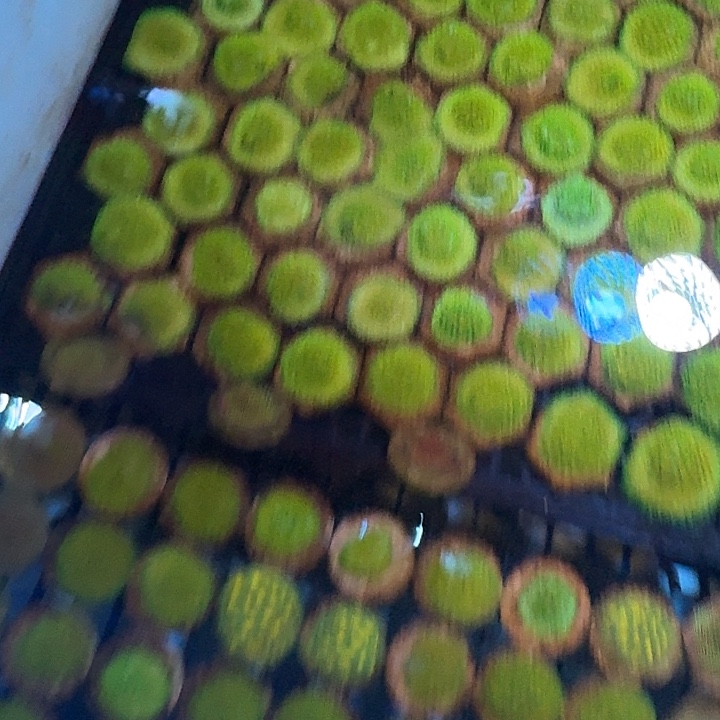 纽扣珊瑚黄金马蹄花3cm一盘