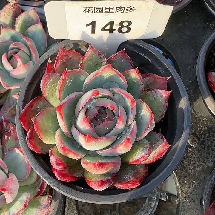 148 惊鸿仙子多肉植物6-9cm