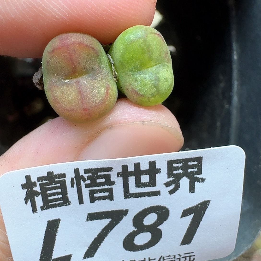 多肉植物的润泽ec