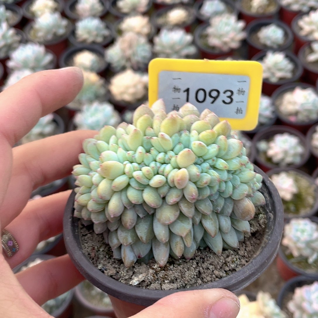 永***里1093号多肉植物的