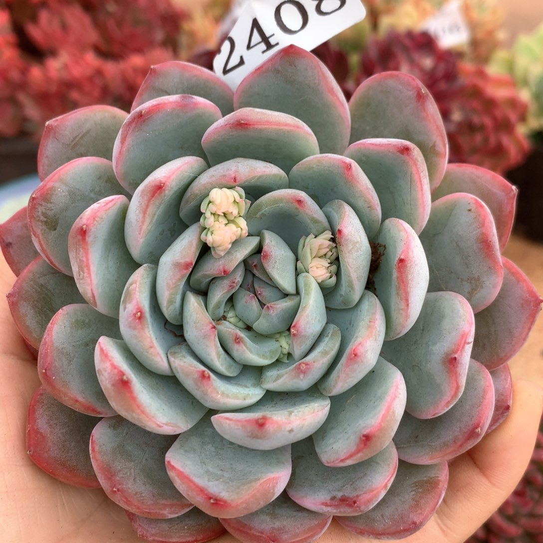 2408杂交多肉植物