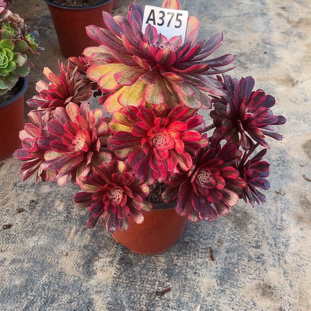 多肉植物白月光375多肉