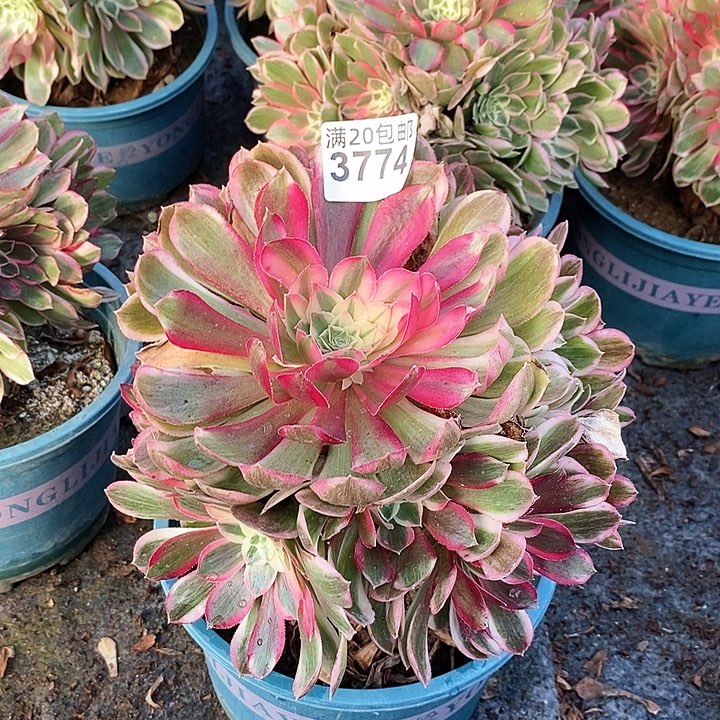 3774 一颗孔雀翎法师