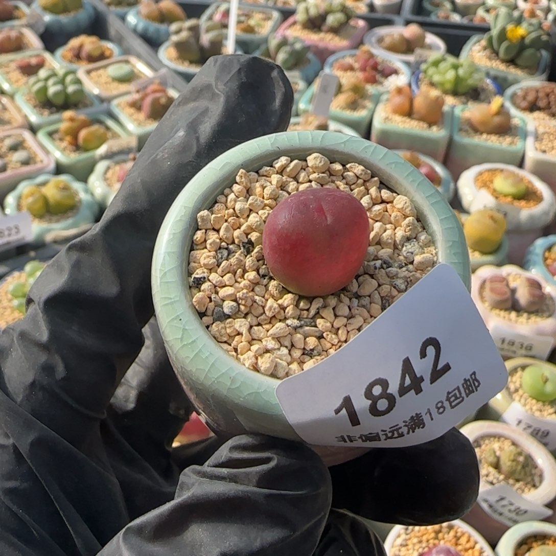 1842--一物一拍 带盆 水蜜桃