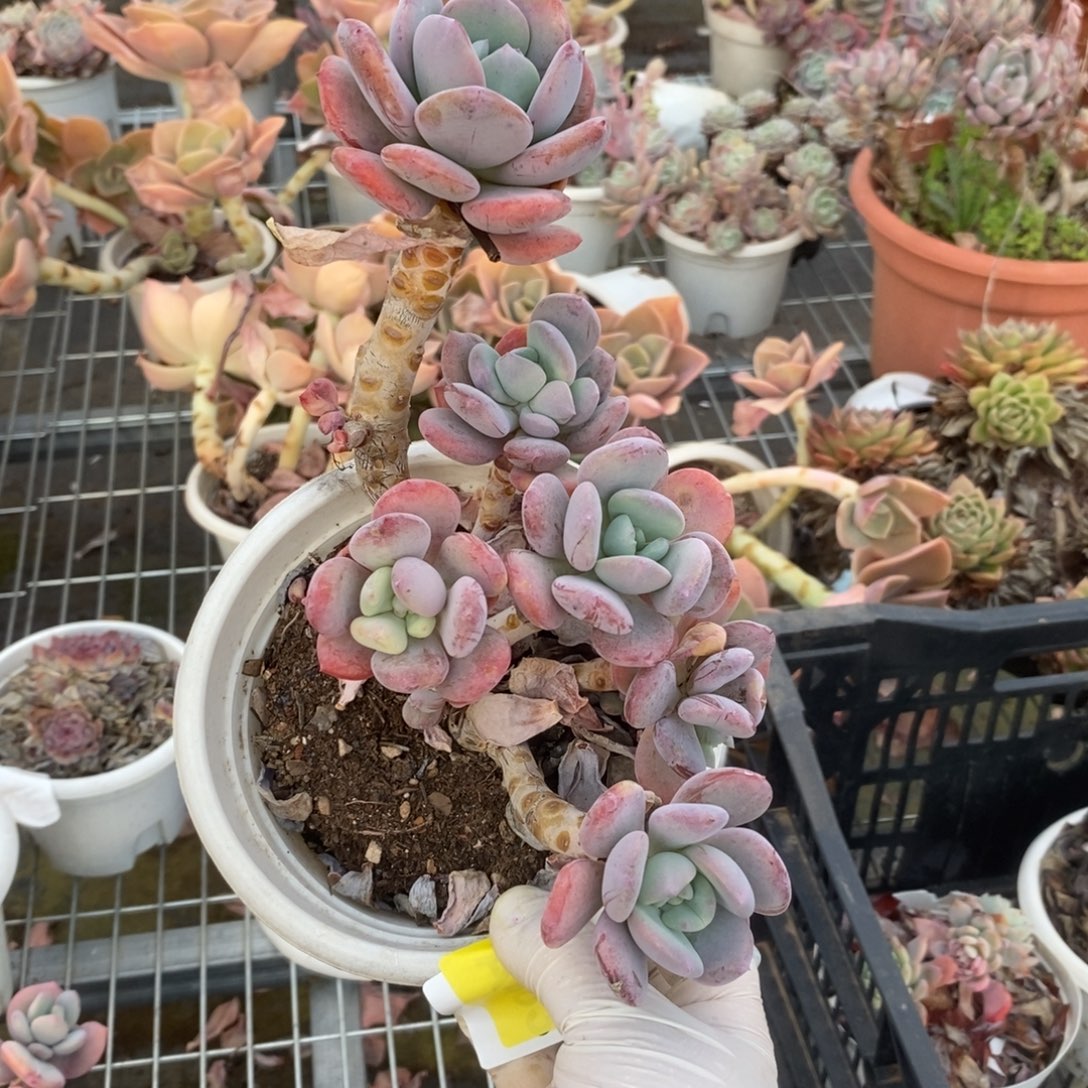 509貂蝉老桩一物一拍