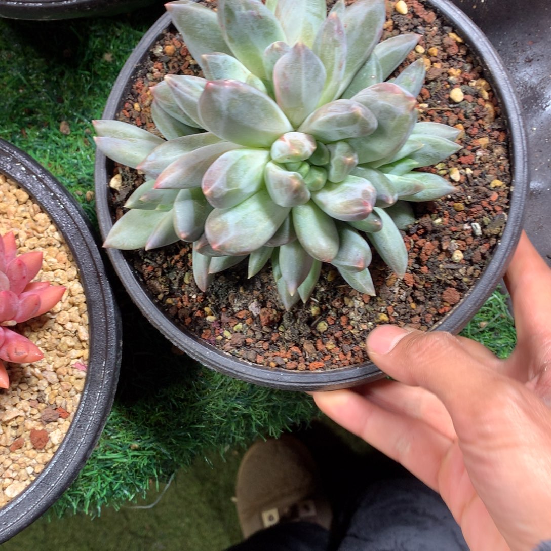 彩体重楼石化拉丝锦