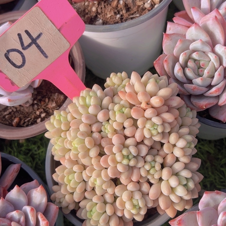 健健康康平平安安