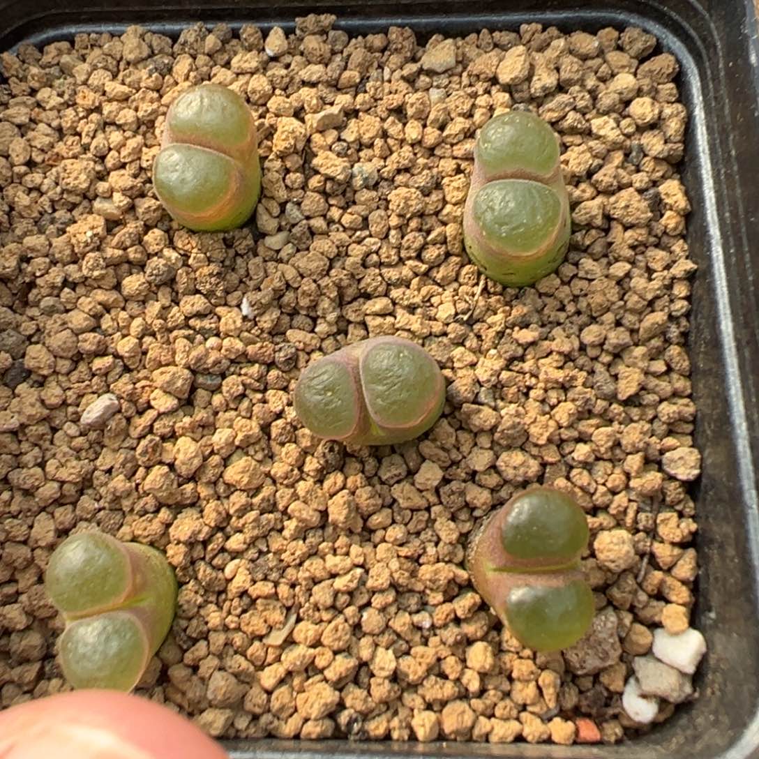 量拍克里普兰磁铁风铃5颗