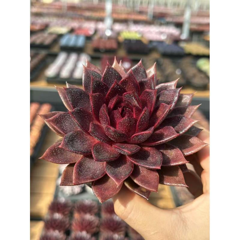 10#玄狐多肉植物   前男友精品多肉 SM787