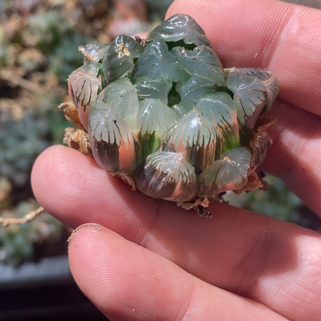 古***源1770 一颗福利。  