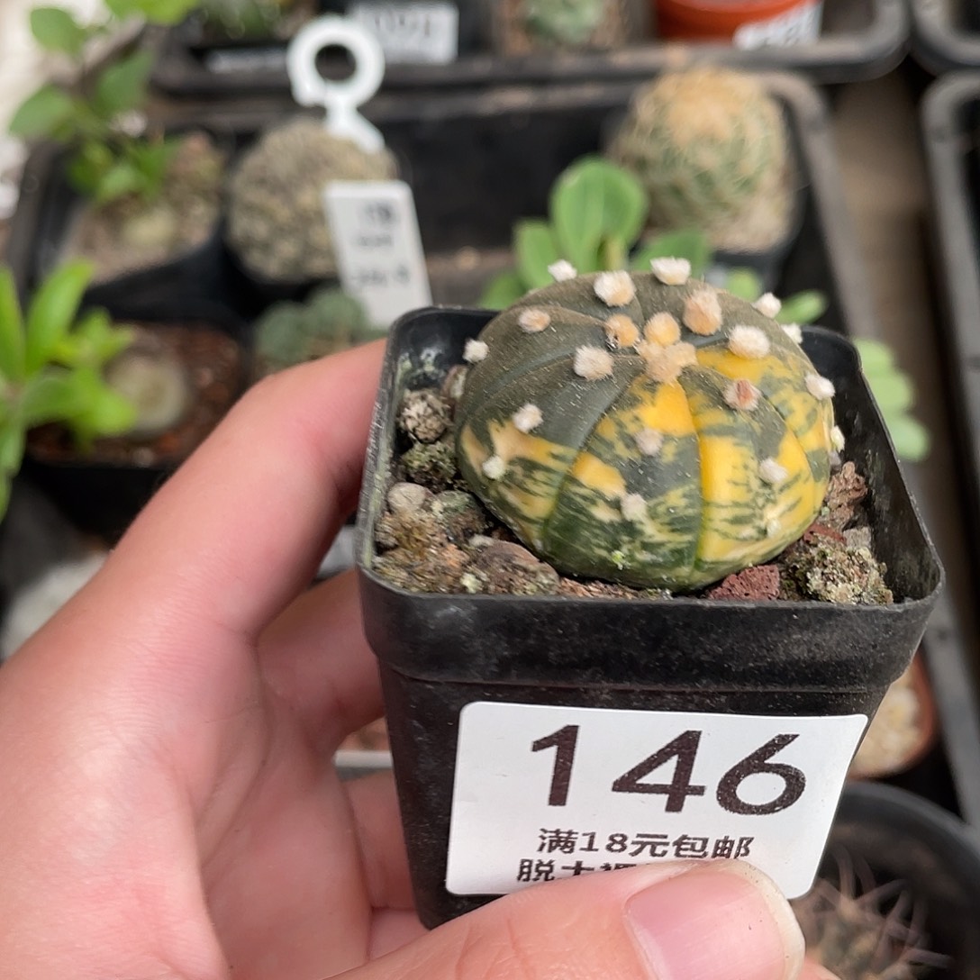 146兜锦（满18包邮）