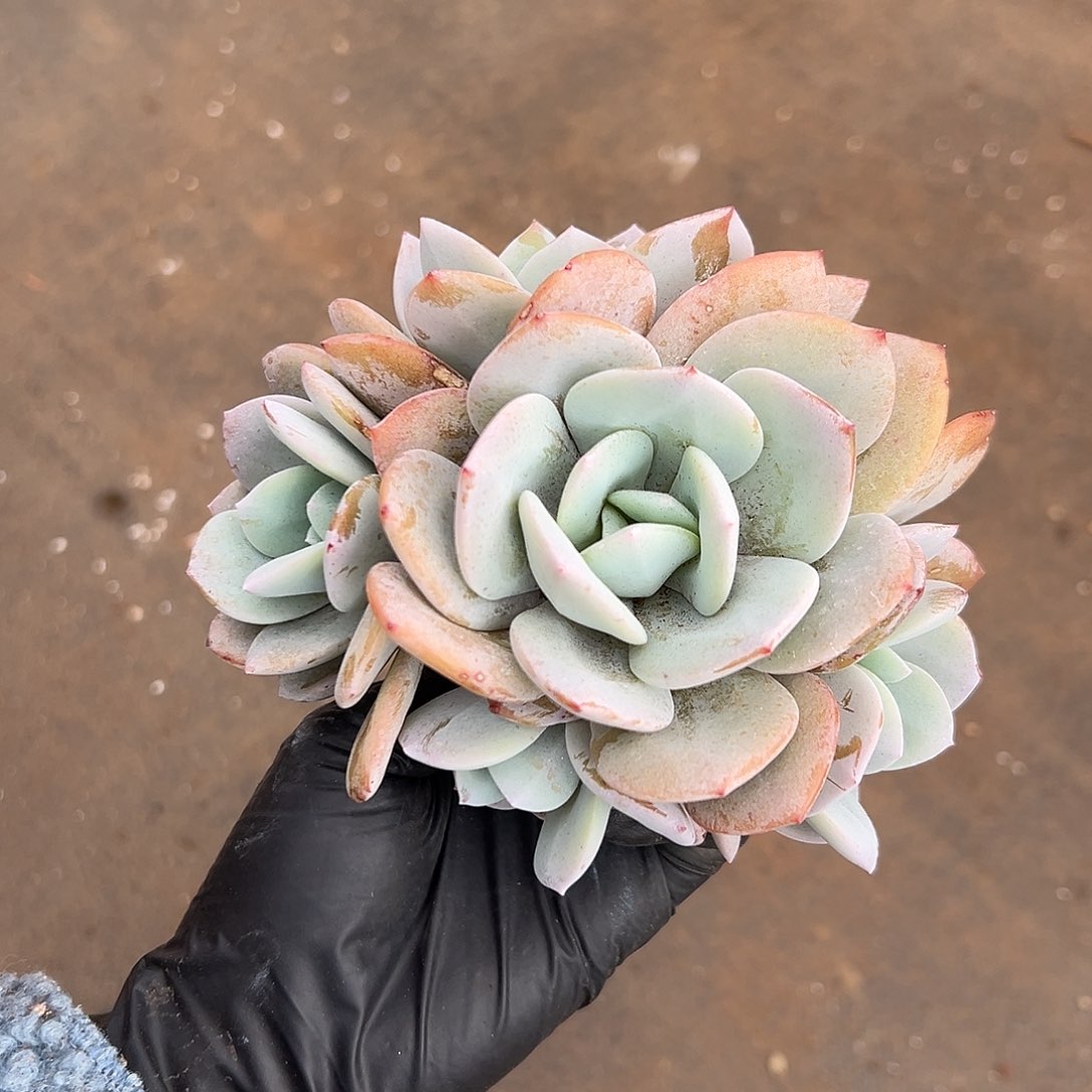 6头奶茶0。00000000000