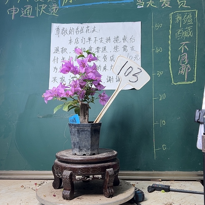 当前无花栽培后可以开花巴西紫 大宝103