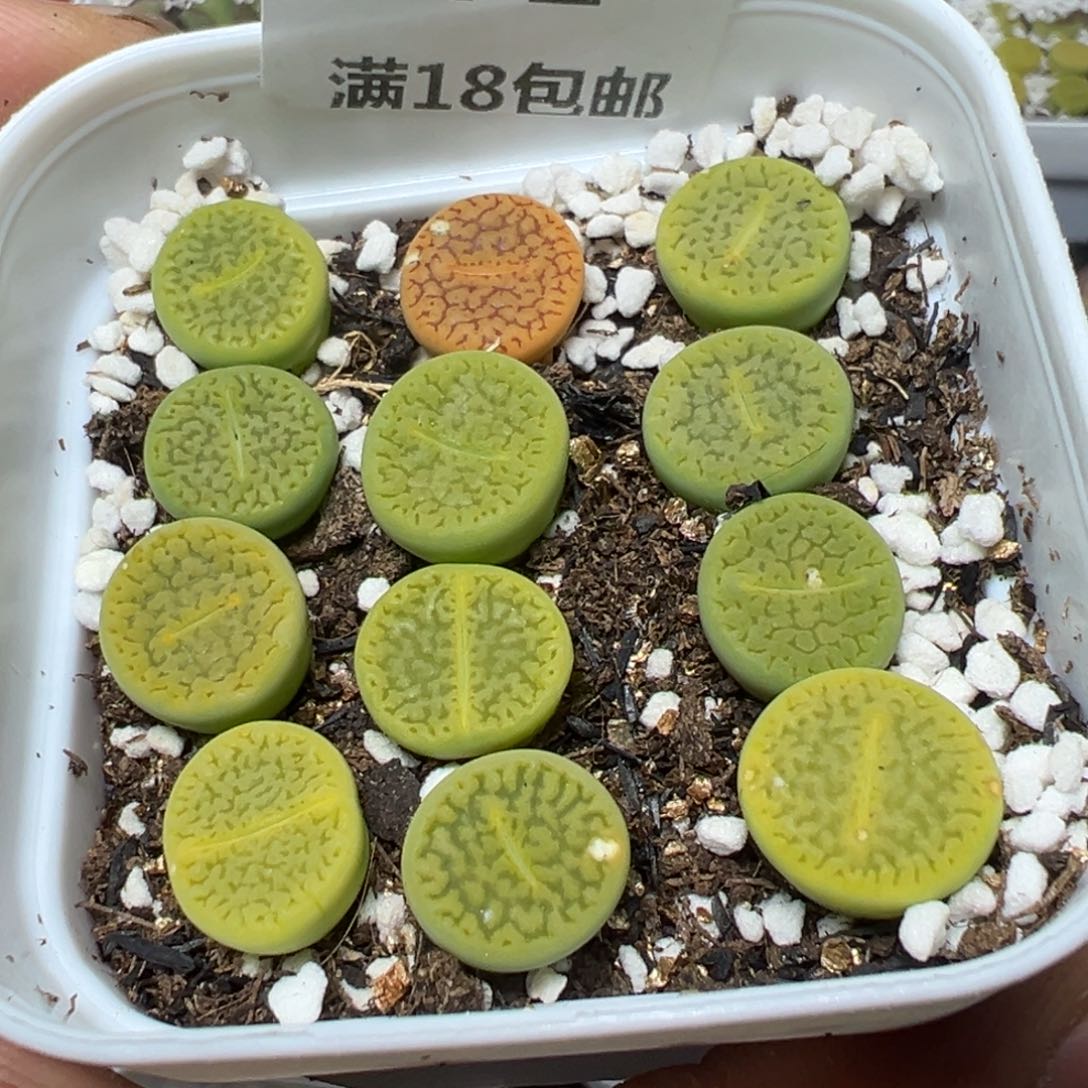 【闪购商品】 351。     