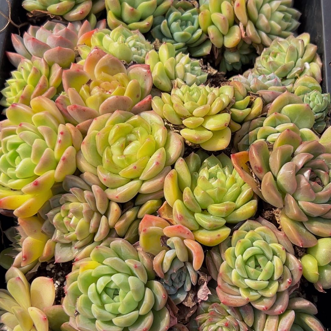 321多肉葡萄领导人物库资料