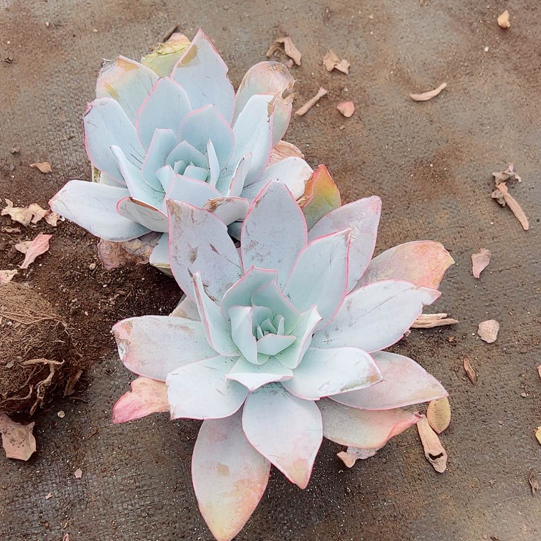 广寒宫大单头精品特价