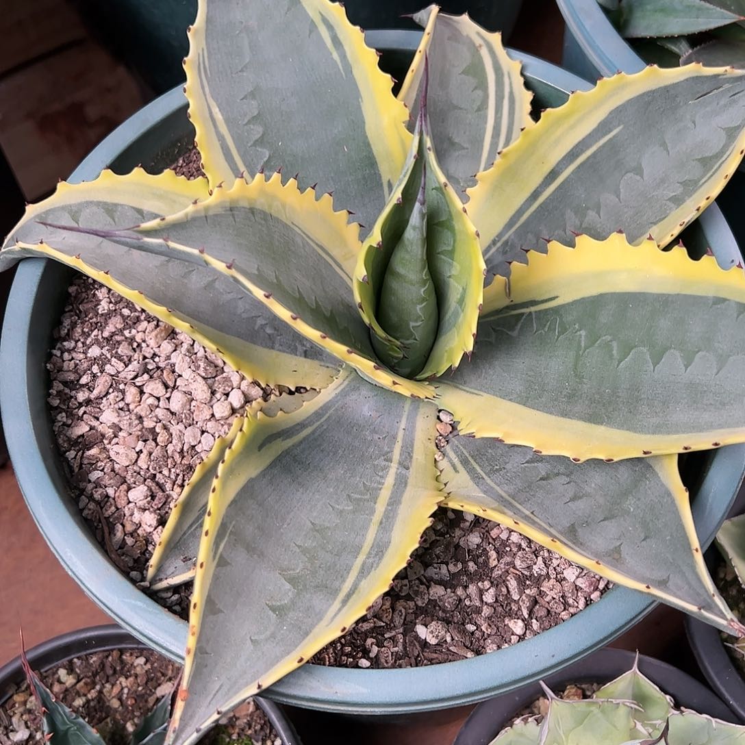 华***～无花朵多肉植物涟漪效应