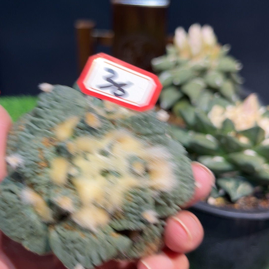 38号自根微损弱根怒涛