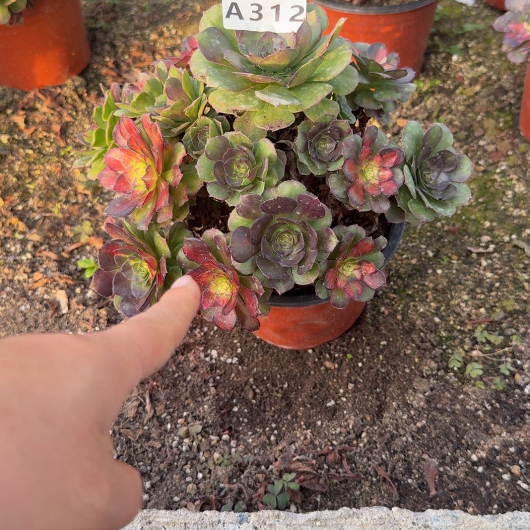 312海王七彩。多肉植物