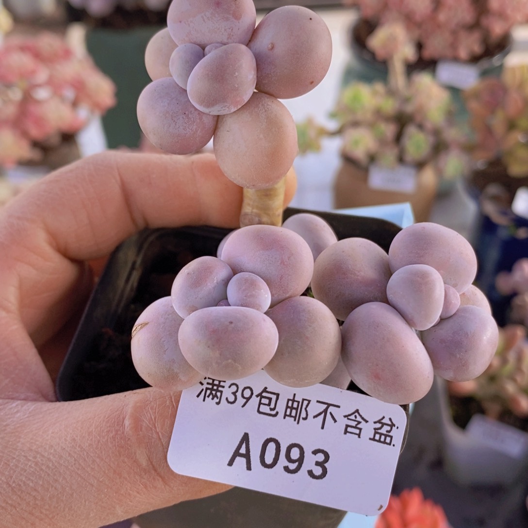 芭比奶洛6cm093多肉植物