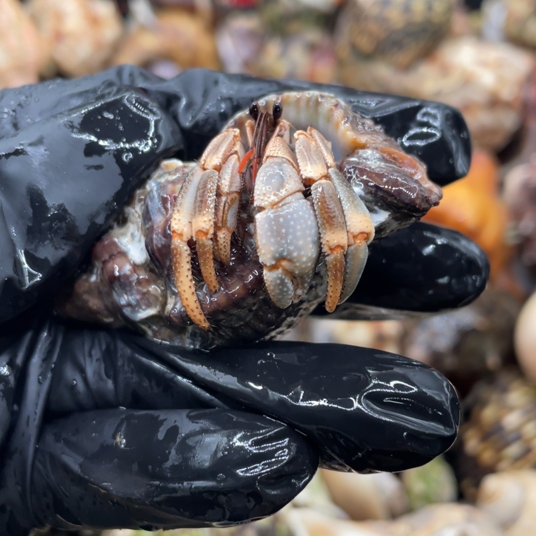 不退不换谢谢支持8