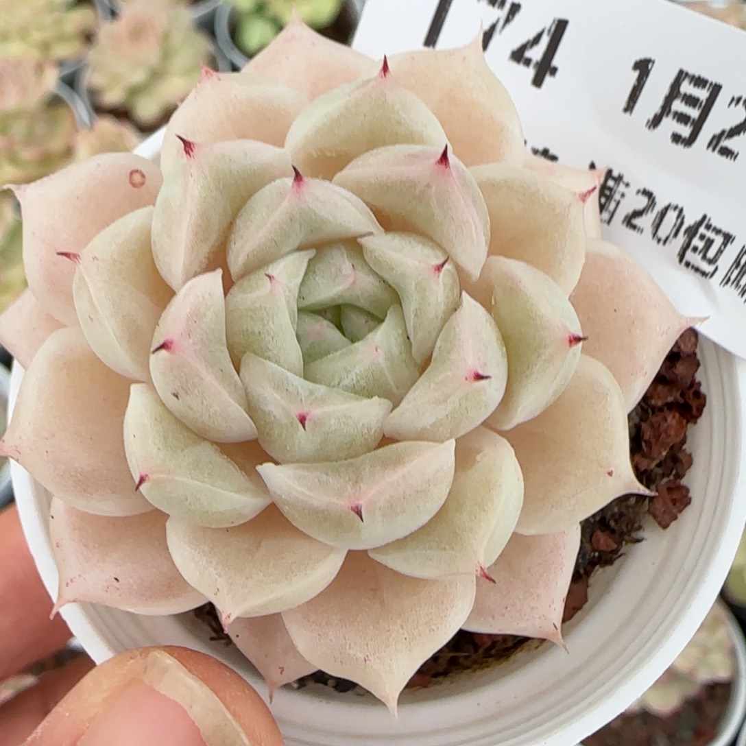 花语逸镜0127-174