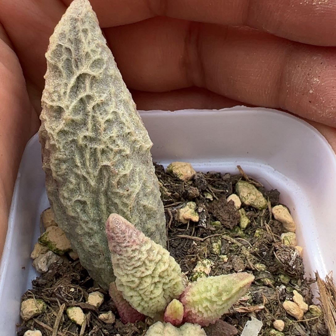 融冰多肉植物水泡