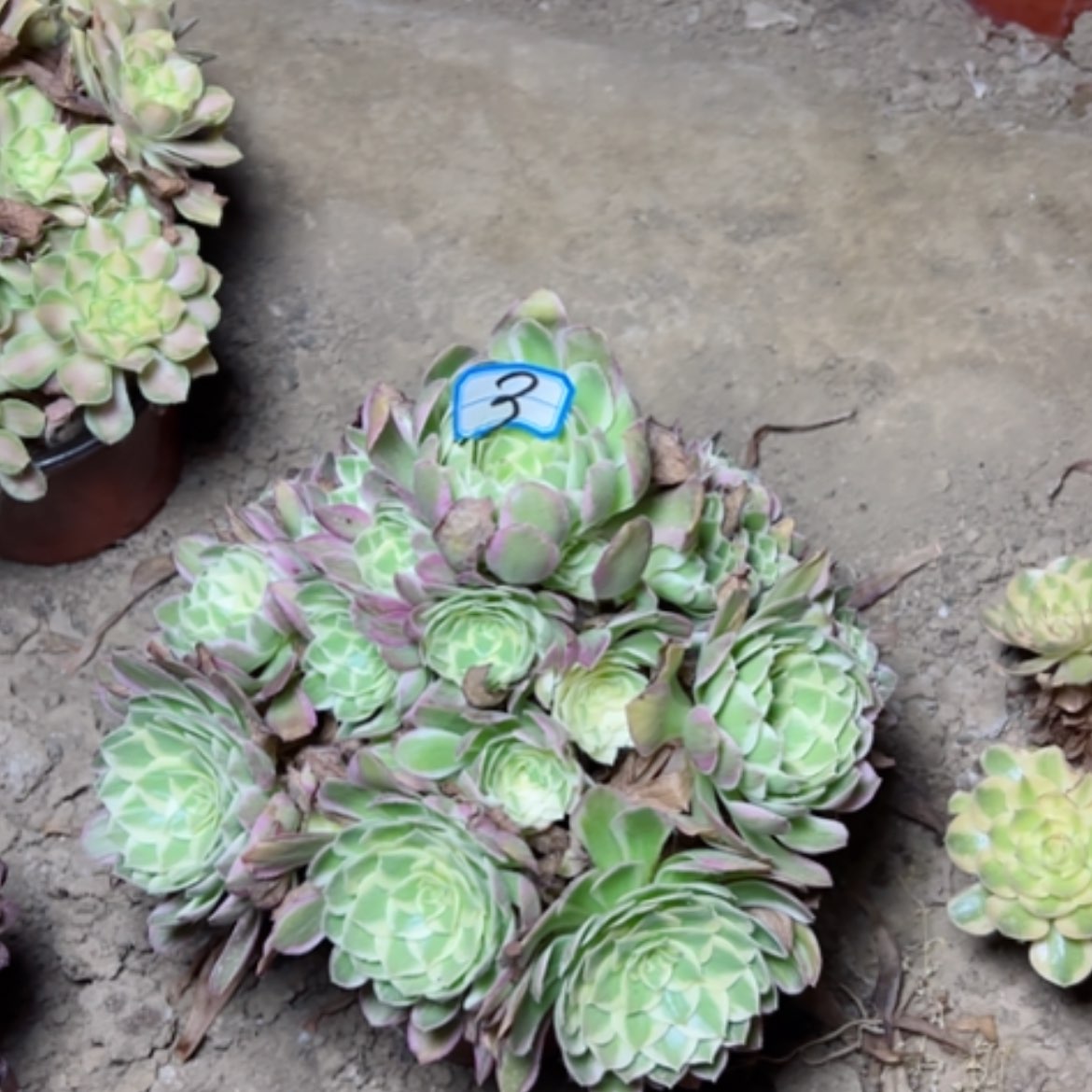 【闪购商品】多肉植物海仙3