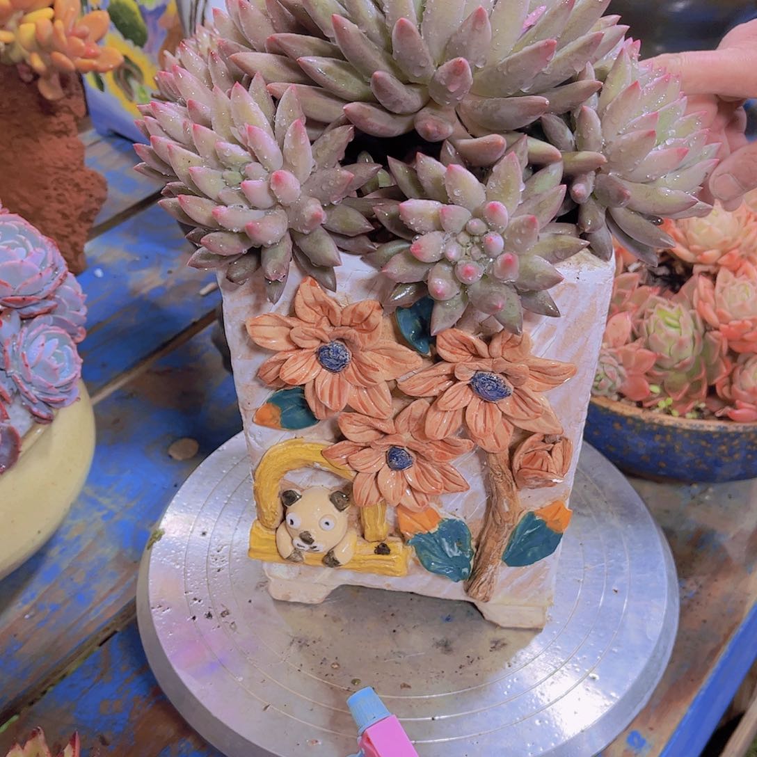 人***行多肉植物保护