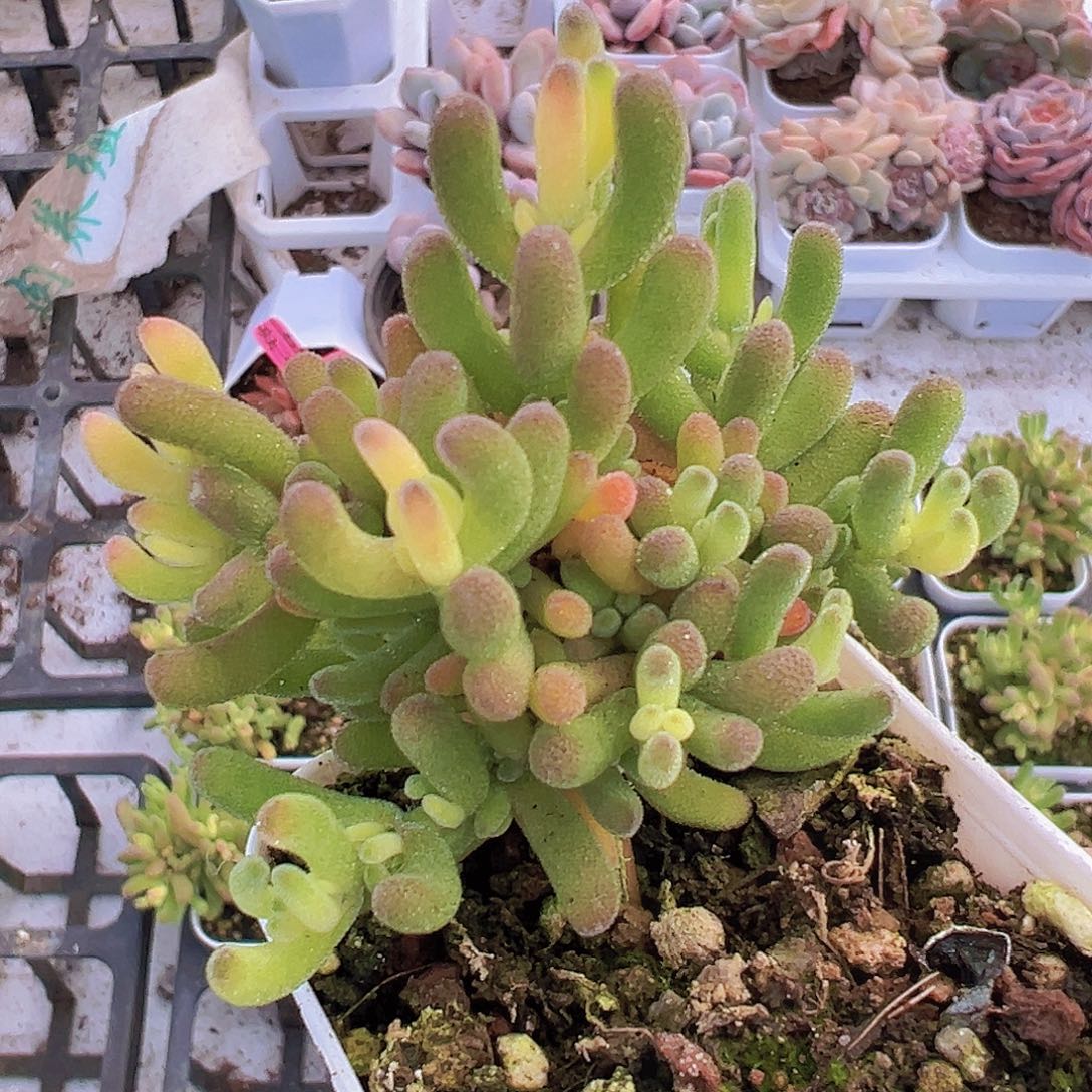 兔子锦19包邮多肉植物