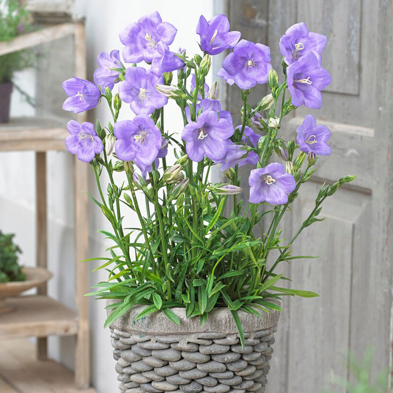 逸棵桃叶风铃草花苗多年生宿根阳台庭院盆栽四季种春季花卉植物