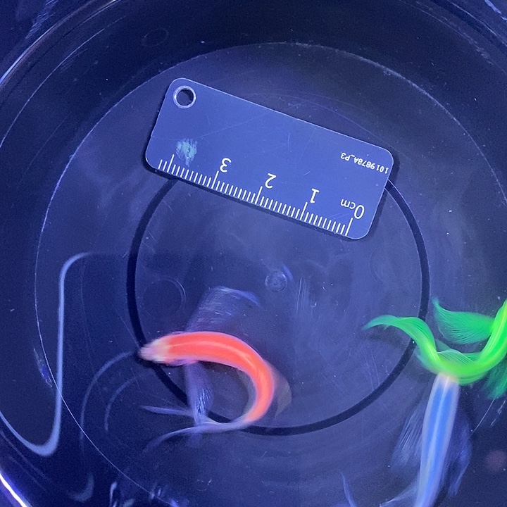 斑马鱼蝶翼斑马3.5-4厘米3条