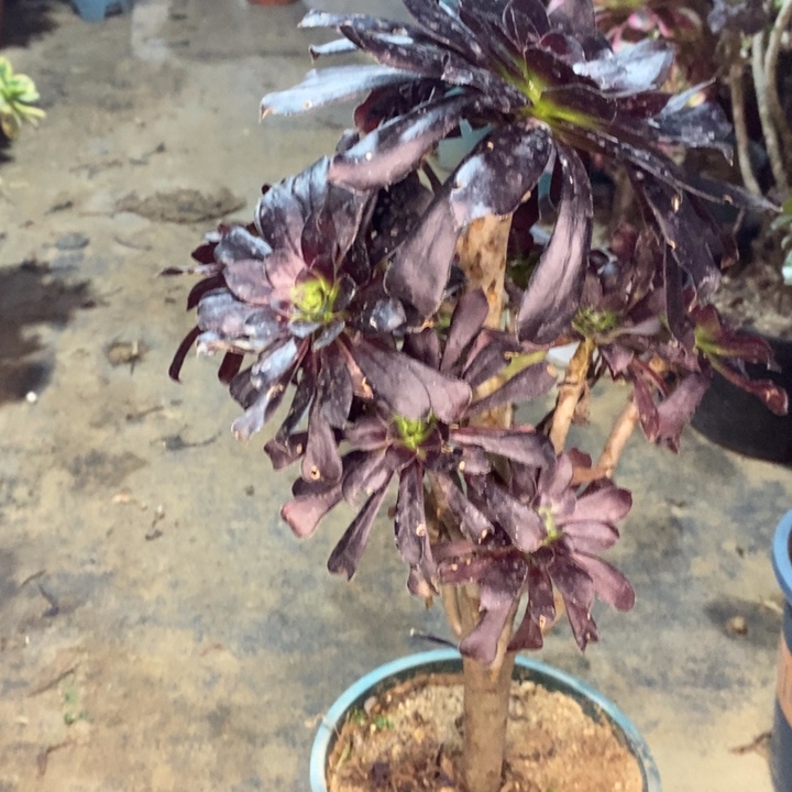 墨法6多肉植物法师法师