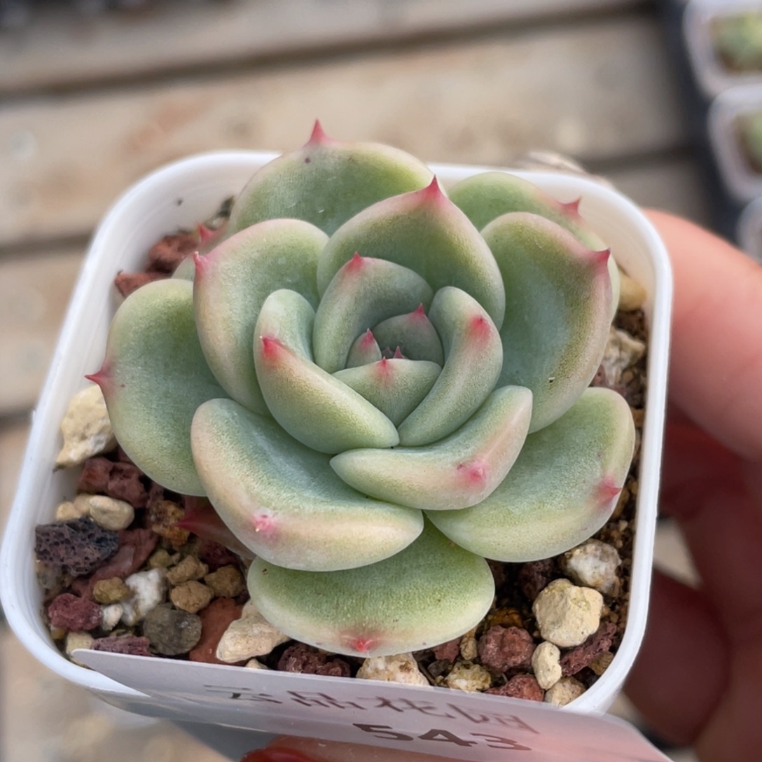 543号糖心冰心珍妮 L135