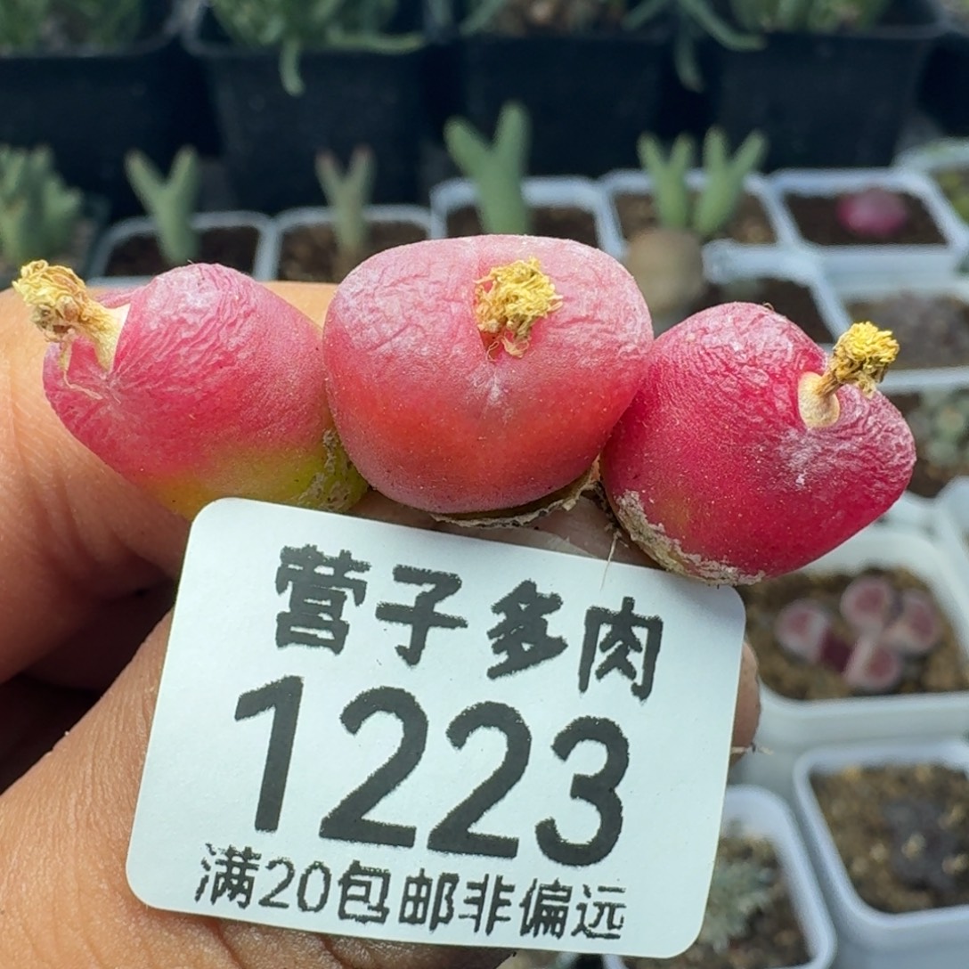 红宝石。      3颗。      