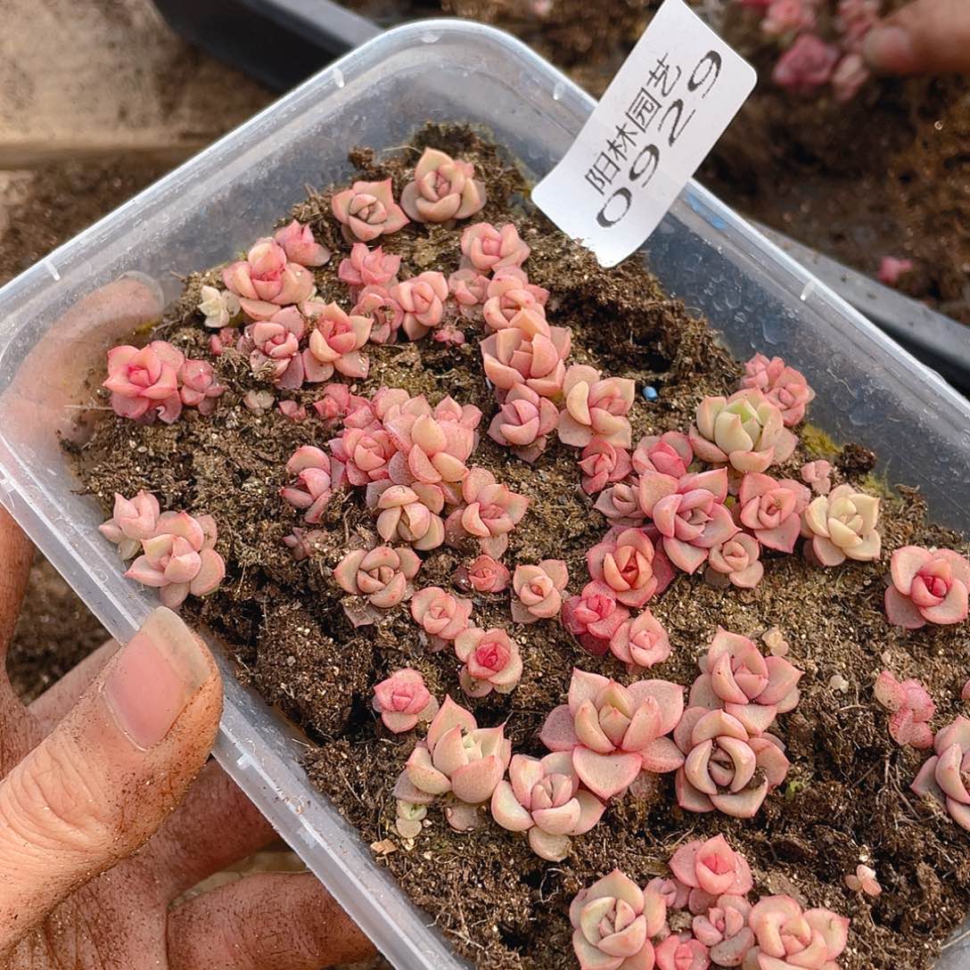 多肉植物多肉植物929