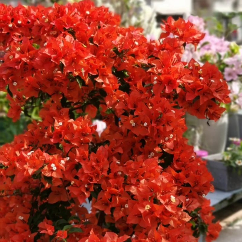 热火桑巴·修剪四季勤花大苗【40-50cm左右】带花带盆开花阳台庭院
