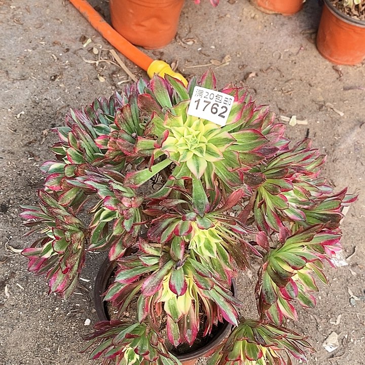 1762 一颗天河法师多肉