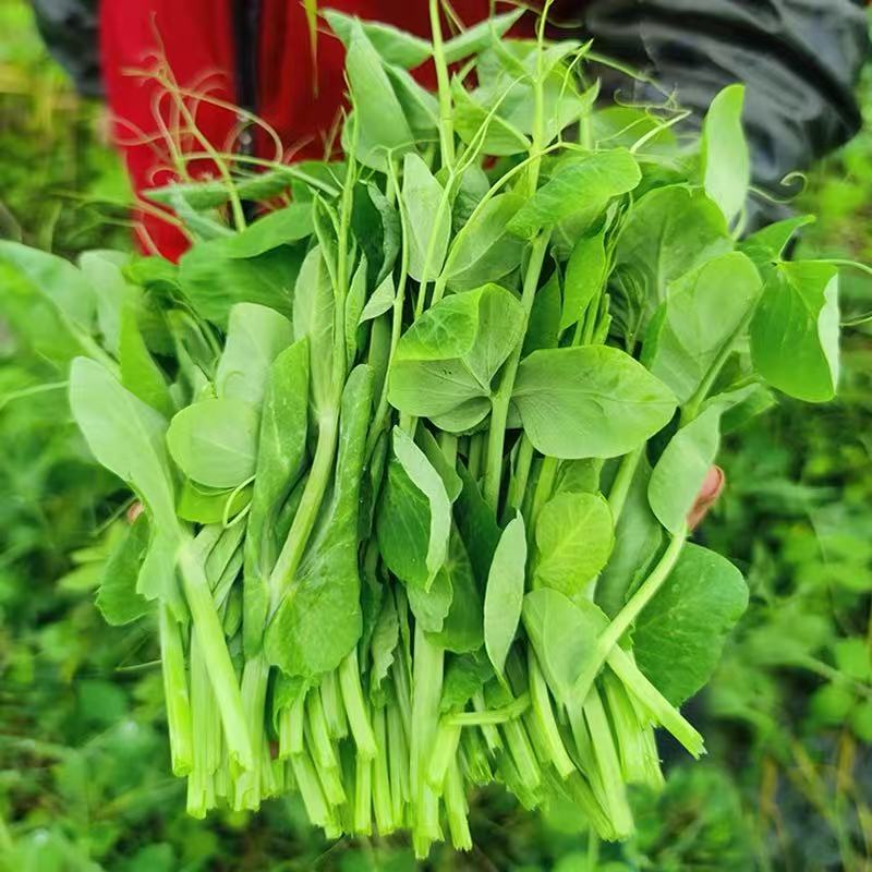 农家自种采摘豌豆尖