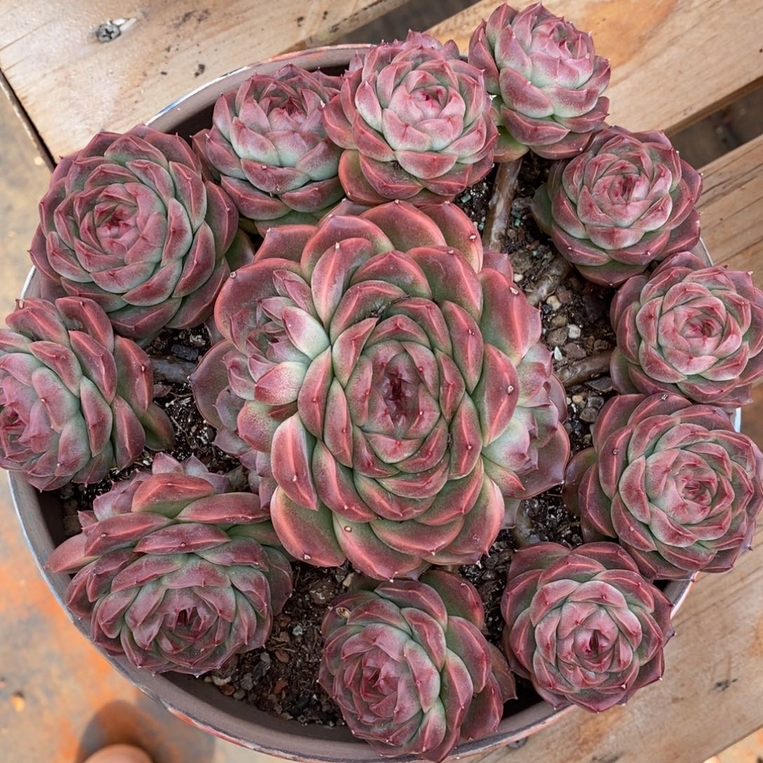 杂交精品多肉~珍妮模特可卖