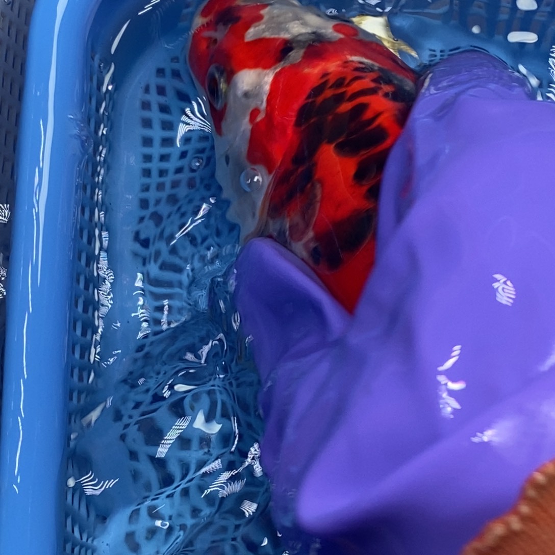 锦鲤冷水锦鲤包邮