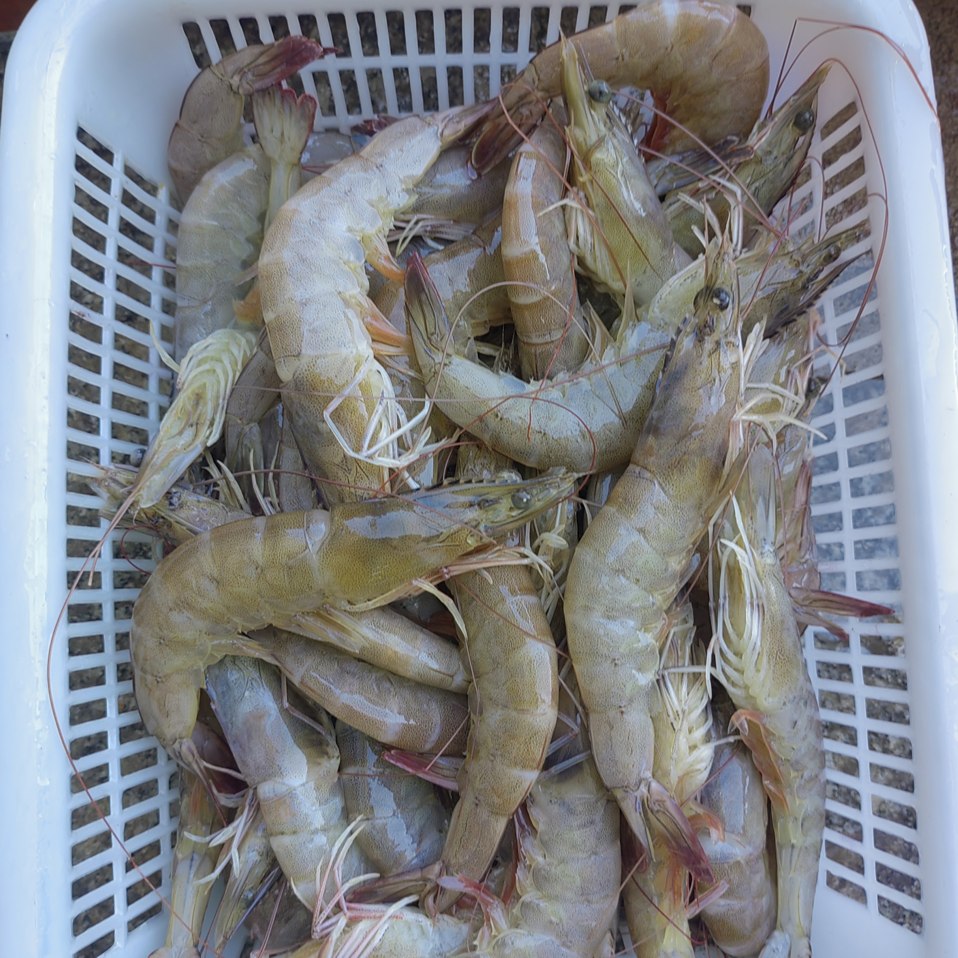 断气大虾，一斤15条