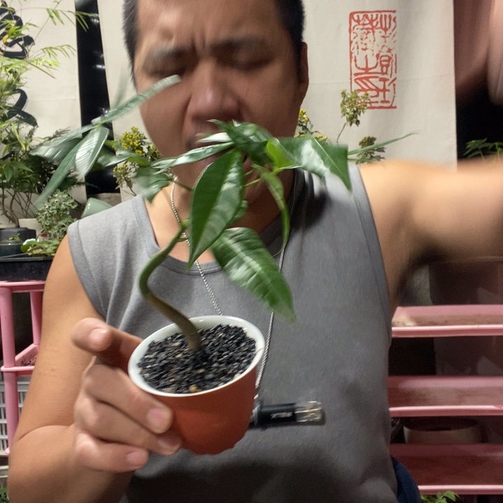 以实际为准绿植盆景盆栽133