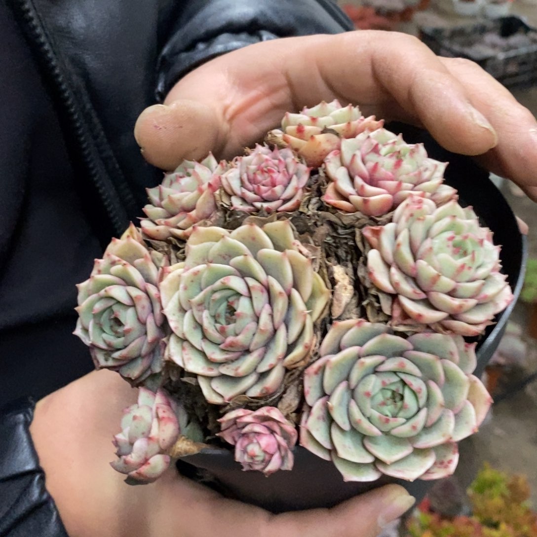 苯巴蒂斯手捧老桩